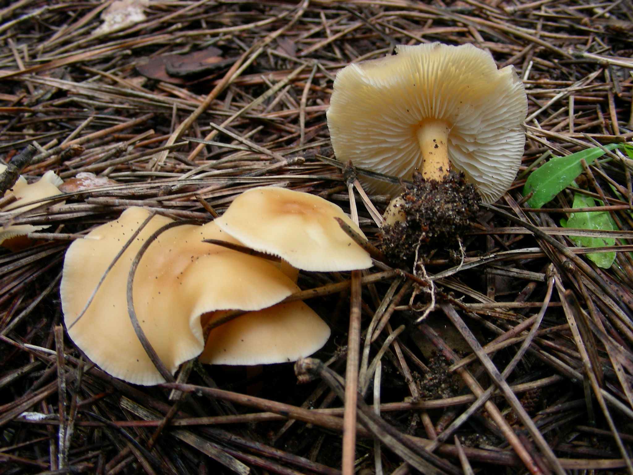 1329 Maggio vecchio ritrovamento